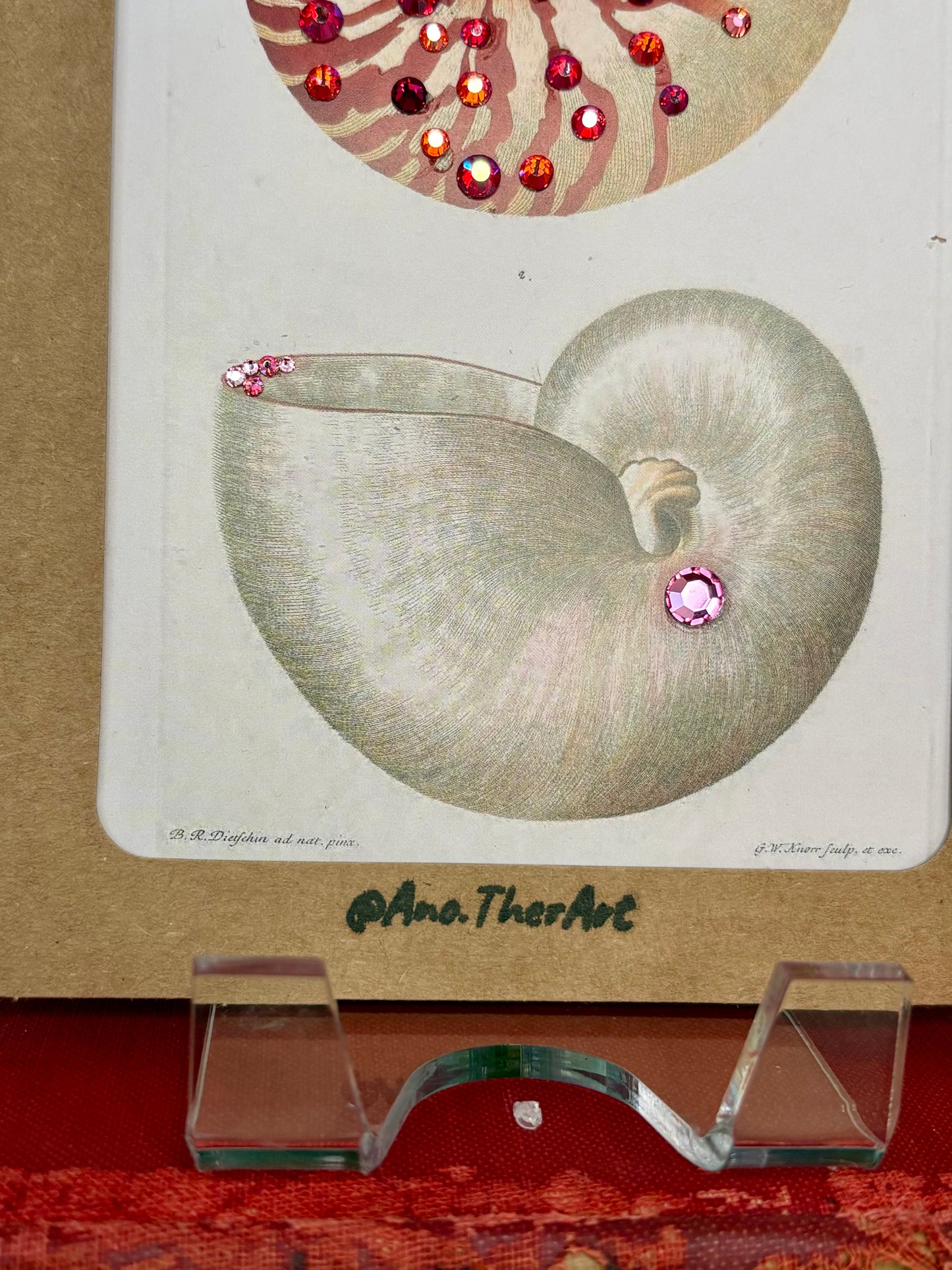 Nautilus Shell Card