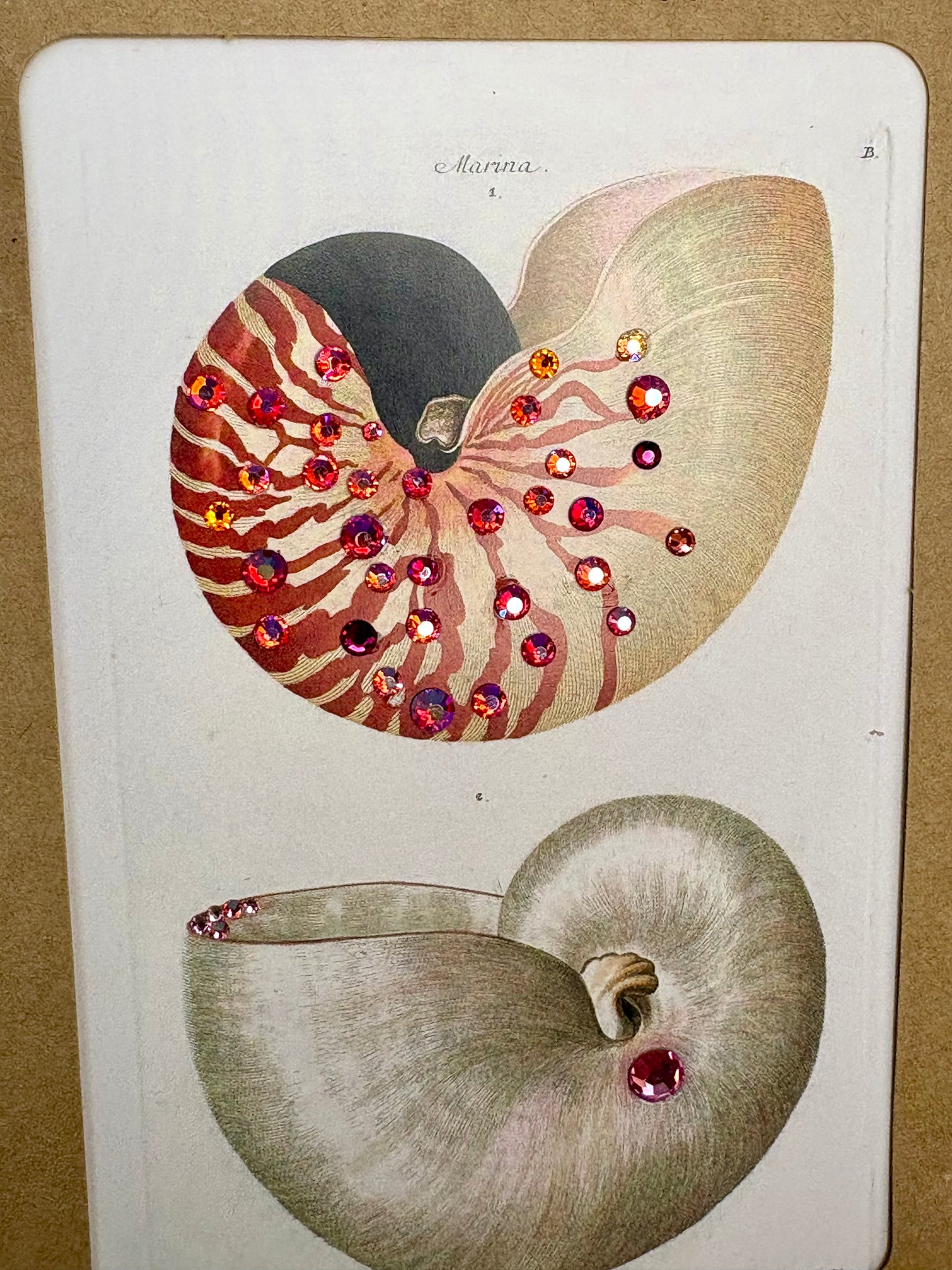 Nautilus Shell Card